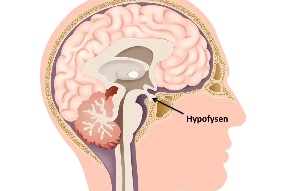 Illustrasjonsfoto over hvor hypofysen sitter i hjernen.