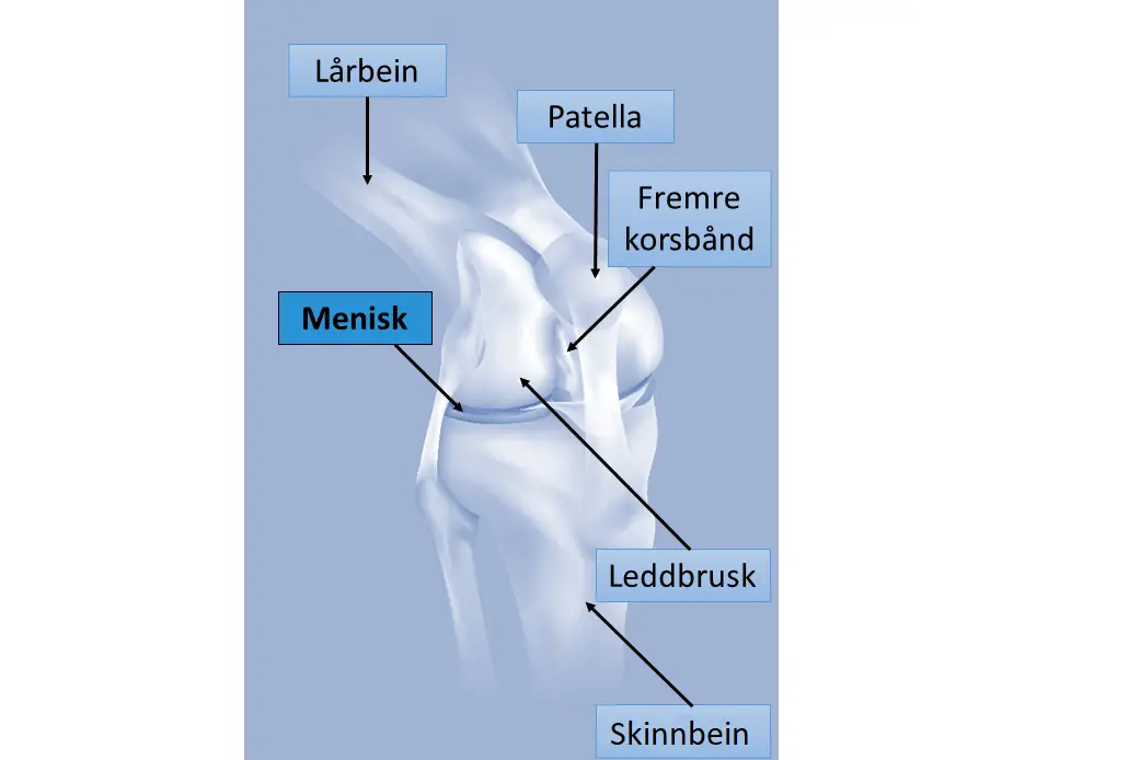 Illustrasjon av kneets anatomi